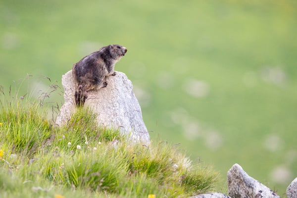 Murmeltier am Furkapass oberhalb Muttbach; 5. Juli 2020