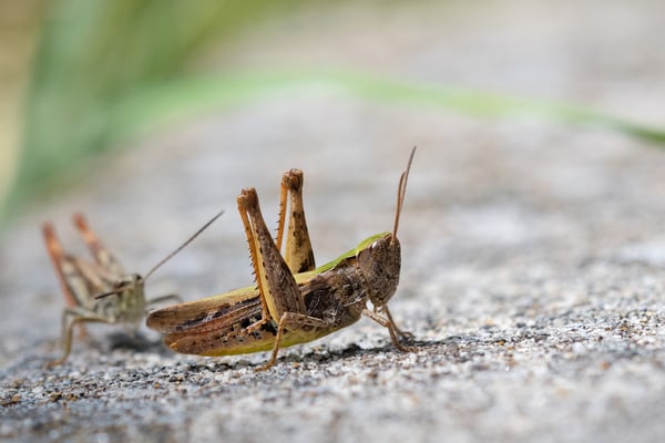 Nachtigall-Grashüpfer (Chorthippus biguttulus); 5. Juli 2015