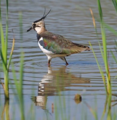 Kiebitz (Vanellus vanellus)