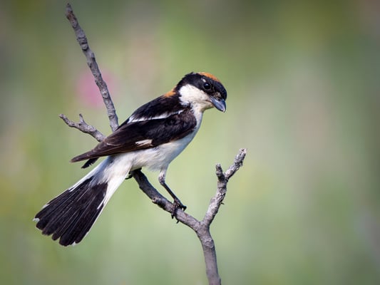 33 - Rotkopfwürger auf seiner Warte