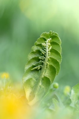 Echte Mondraute; Furka, 4.7.2018