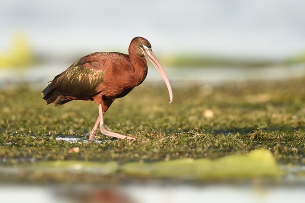 Braune Sichler (Plegadis falcinellus), Rumänien Donaudelta; Juni 2014