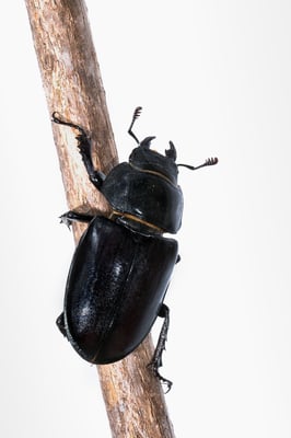 Hirs chkäfer-Dame  (Lucanus Cervus); Graubünden; 20. Juni 2018