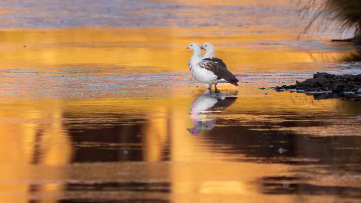 Ein Andengänsepaar geniesst gemeinsam den goldenen Morgen in der Laguna Catal
