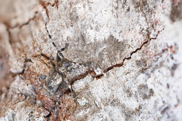 Der Keulenfüßige Scheckenbock (Aegomorphus clavipes); Isenthal, 12 Juli 2018