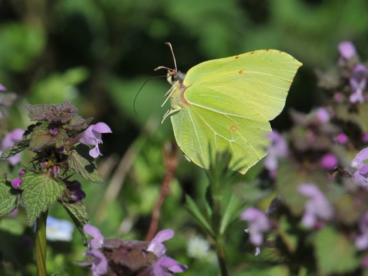 122 Zitronenfalter
