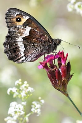 6 Walliser Waldportier (Hipparchia Genava); Ausserberg - Leiggern, 16. Juni 2017