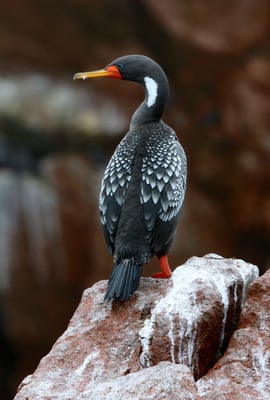 Buntscharbe ( Rotfusskormoran ) ( Phalacrocorax gaimardi ), Paracas Peru