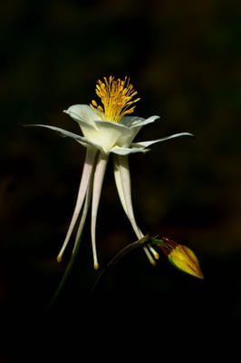 Nur 4 1/2 Monate Nicht-Winter; Fairbanks (unter anderem) liebt die Flora