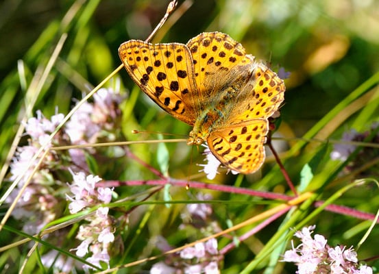 153 Kleiner Perlmutterfalter (Issoria lathonia)