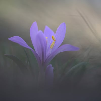 Frühlingslichtblume (Colchicum bulbocodium); Les Follatères (VS); 13.3.2016