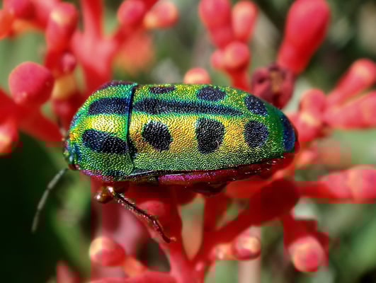 Metallwanze, Jinja Uganda; Februar 2008