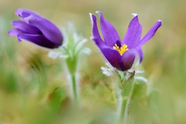 Gewöhnliche Kuhschelle (Pulsatilla vulgaris), 15. März 2015