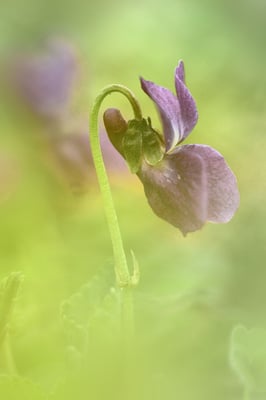  Duftveilchen (Viola odorata), rein violette Ausprägung sehr selten; Rotberg(AG); 2. April 2016