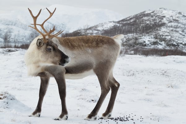 Rentier (Rangifer tarandus); Februar 2014 Tromsö Norwegen