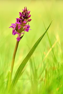 Traunsteiners Knabenkraut (Dactylorhiza traunsteineri), leicht bastardisiert :-) ; Fischbacher Moos; 28. Mai 2016