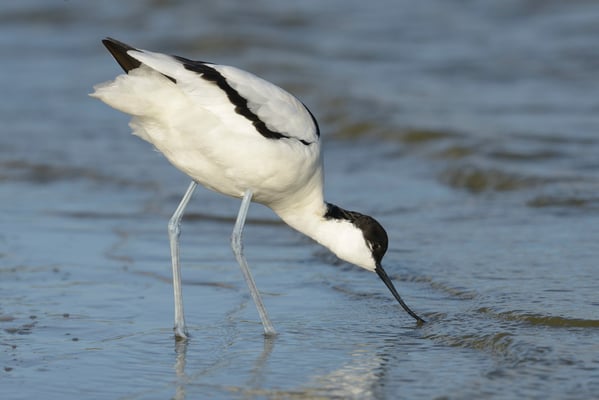 Säbelschnäbler (Recurvirostra avosetta); Texel; 14.4.2014
