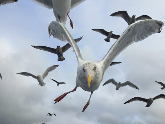 Flugmanöver der Herings- und Silbrmöven (jung und alt); Flatanger 8.8.2015