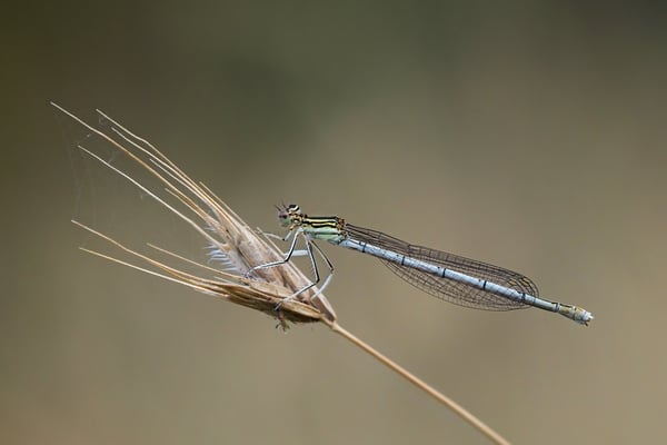 64 - Libelle Bestimmung offen