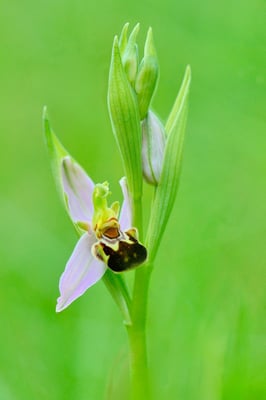 Bienenragwurz; Hesseberg; 23. Mai 2015
