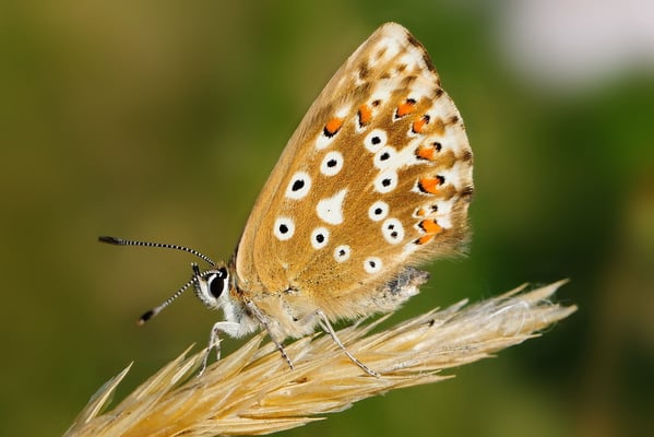 91 Silbergrüner Bläuling (Polyommatus cordion); Motta Naluns GR; 31-7-2012