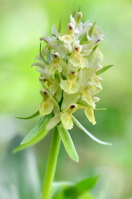 Holunder-Figerwurz; Dactylorhiza sambucina; 14. Mai 2015