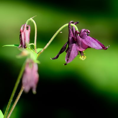 Eilde Akelei, Rigi, 19-5-13