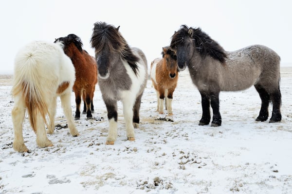 Islandpferde, auch Isländer oder Islandpony genannt; zwischen  Skaftafell und Vik