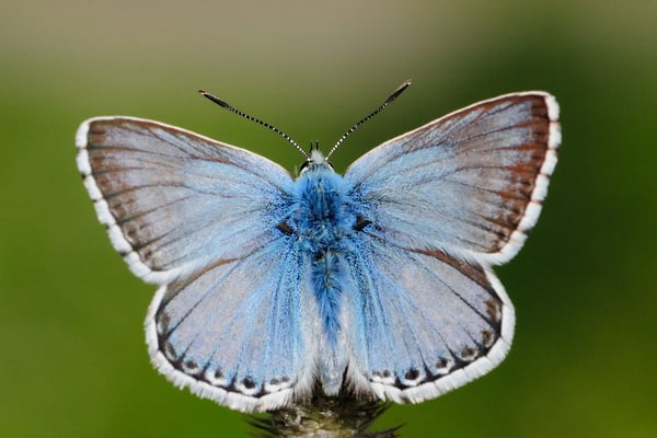 42 Silbergrüner Bläuling (Lyandra cordion)