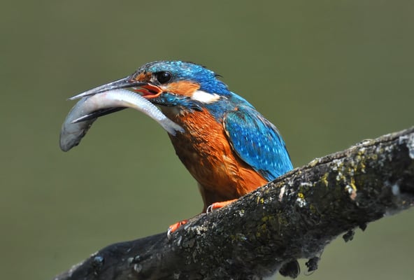 Eisvogel nach Fischfang