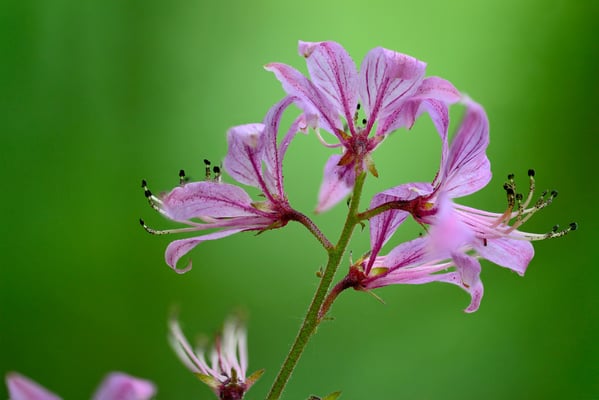 Diptam (Dictamnus albus), auch Aschwurz oder Brennender Busch; Osterfingen; 31.5.2015