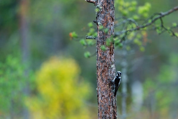 Dreizehen-Specht im grossen Moorteichs
