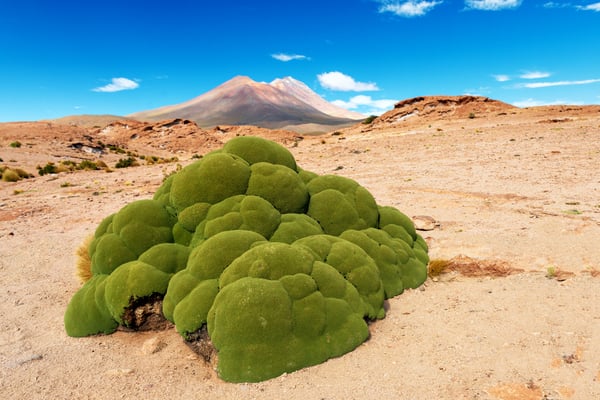 Der Aussichtspunkt zum Ollague gibt auch Sicht auf den Callejon Cañapa (11 km) und überrascht mit bemerkenswert grossen Yareta