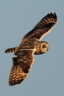 Sumpfohreule, Andau Burgenland (OE), Juni 2012