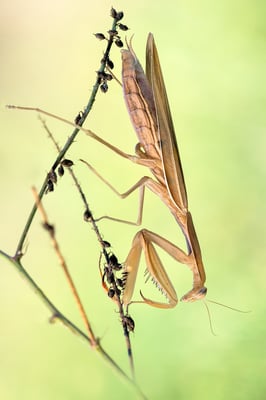 Europäische Gottesanbeterin (Mantis religiosa); 11. August 2018, Nordwestschweiz