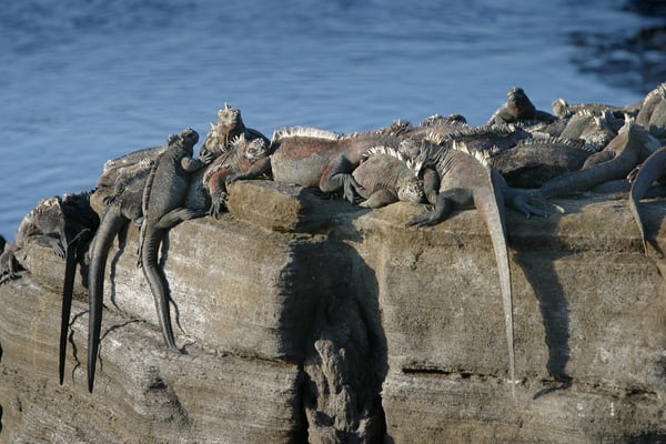 Meerechse (Amblyrhynchus cristatus), Galàpagos Ecuador