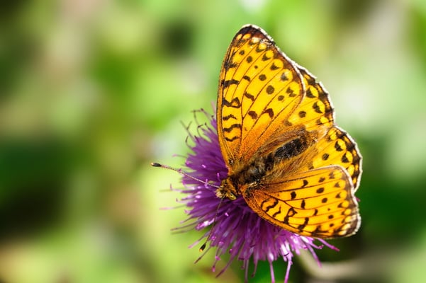 90 Grosser Perlmutterfalter (Argynnis aglaja); Motta Naluns GR; 31-7-2012