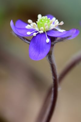 Leberblümchen (Hepatica nobilis, Syn.: Anemone hepatica), 18. März 2015
