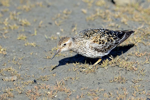 Meerstrandläufer (Calidris maritima); Spitzbergen; 5. Juli 2015