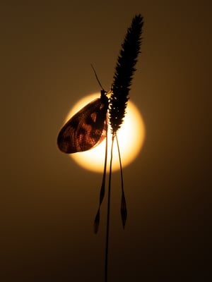 48 - Schwalbenschwanzhaft (aus Familie Fadenhafte)