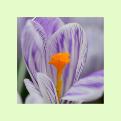 Violetter Krokus Hybrid (Crocus)