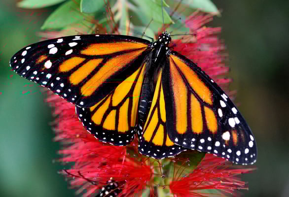 Monarchfalter (Danaus plexippus)