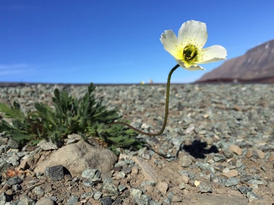 Svalbard-Mohn ((Papaver dahlianum); weisse Variante (endemisch); 4. Juli 2015