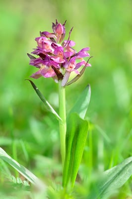 Holunder-Figerwurz; Dactylorhiza sambucina; 14. Mai 2015