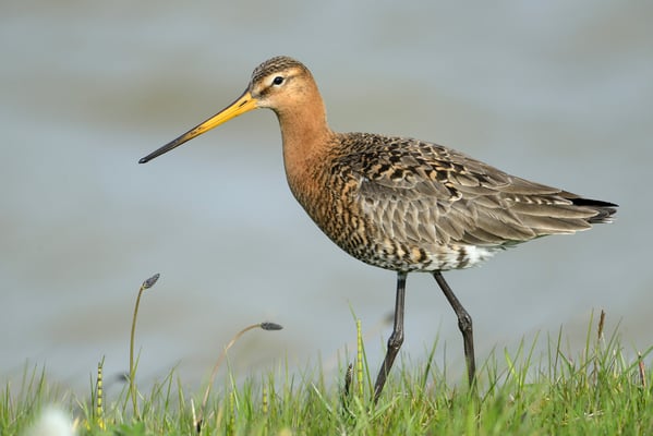 Uferschnepfe (Limosa limosa); Texel; 17.4.2014