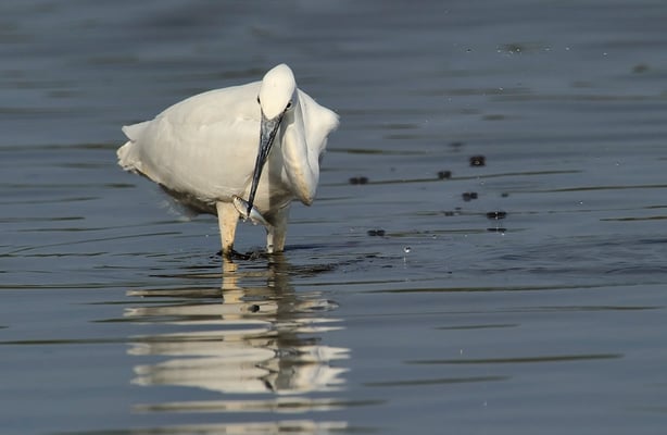 Seidenreiher (Egretta garzetta); Neerachr Ried
