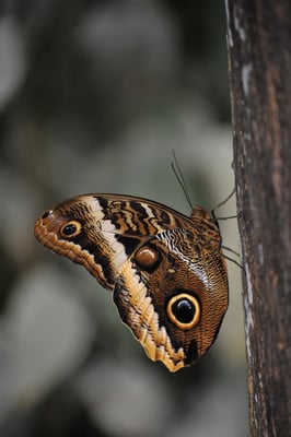 Bananenfalter (Caligo atreus)