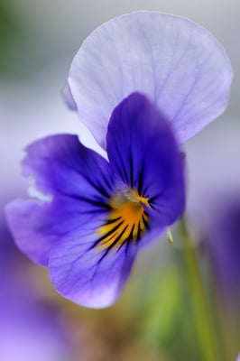 Stiefmütterchens (Viola tricolor)
