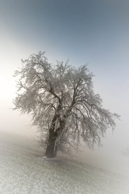 Region Beromünster / Bäch; 2. Januar 2017
