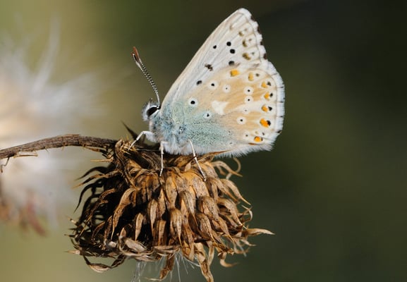 96 Silbergrüner Bläuling (Lyandra cordion);